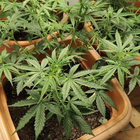 Auto Purple growlog timeline photo