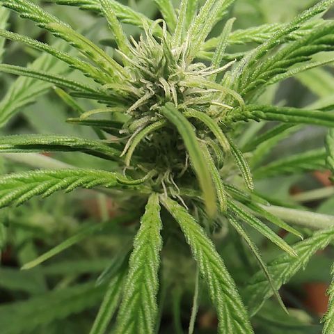 Auto Purple growlog timeline photo