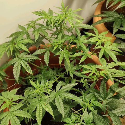 Auto White Widow growlog timeline photo