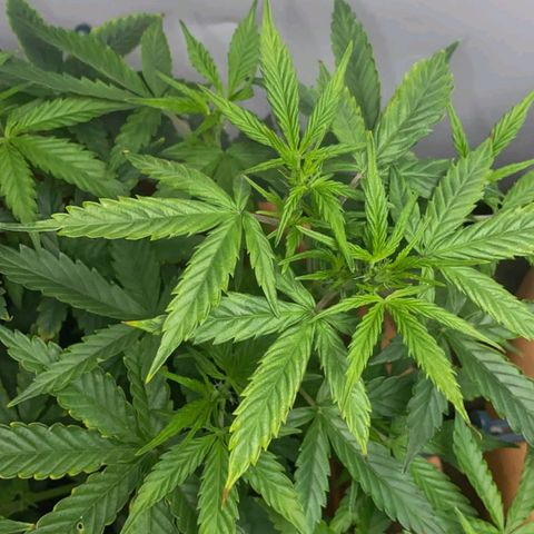 Auto White Widow growlog timeline photo