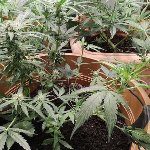 Quick One growlog timeline photo