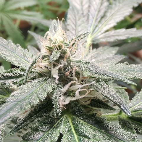 Quick One growlog timeline photo