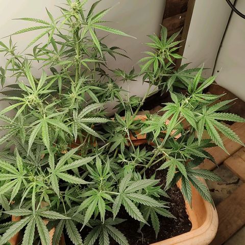 Auto Purple growlog timeline photo