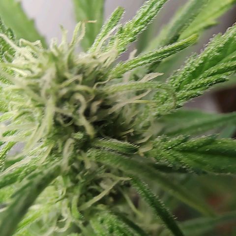 Auto Purple growlog timeline photo
