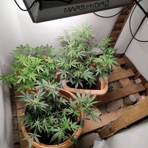 Auto White Widow growlog timeline photo