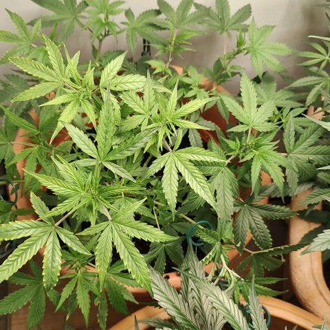 Auto White Widow growlog timeline photo