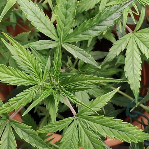 Auto White Widow growlog timeline photo