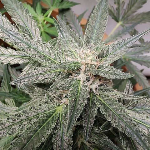 Quick One growlog timeline photo