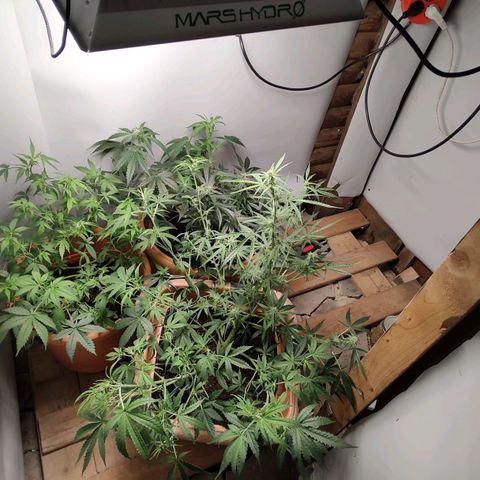 Quick One growlog timeline photo