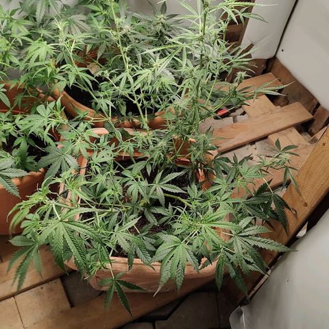 Auto Purple growlog timeline photo