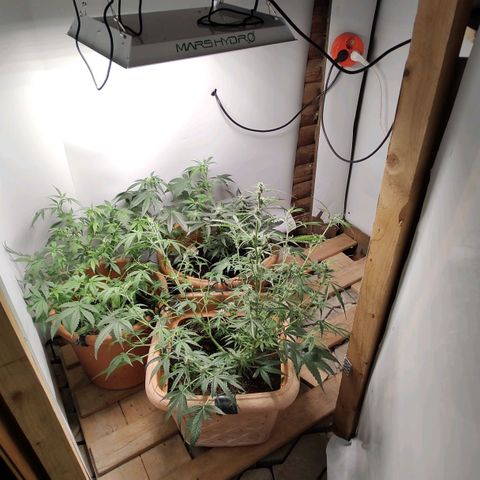 Auto White Widow growlog timeline photo