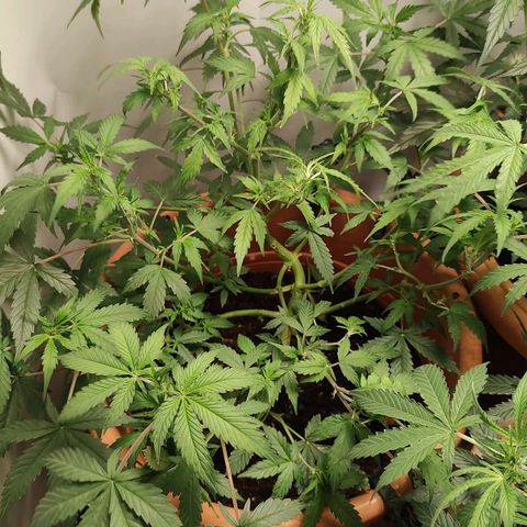 Auto White Widow growlog timeline photo