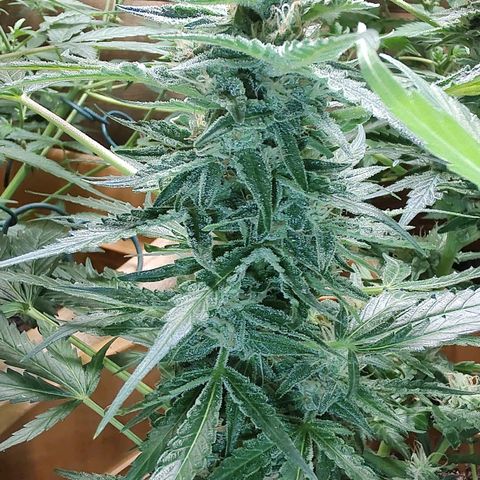 Quick One growlog timeline photo