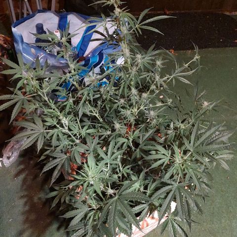 Auto Purple growlog timeline photo