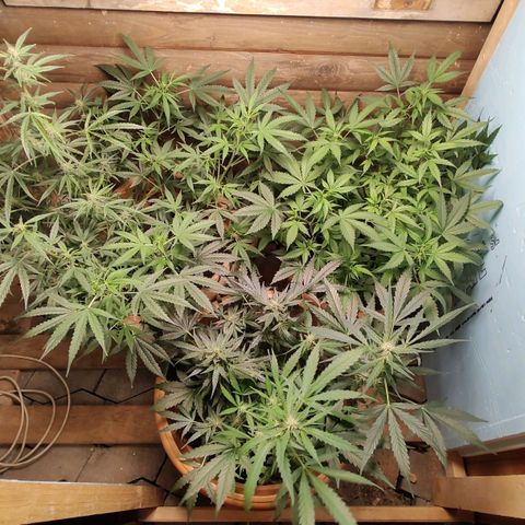 Auto White Widow growlog timeline photo