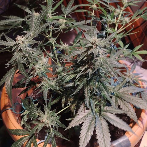 Quick One growlog timeline photo