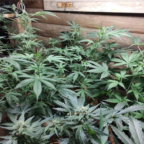 Auto Purple growlog timeline photo