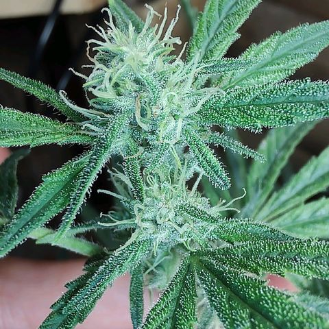Quick One growlog timeline photo