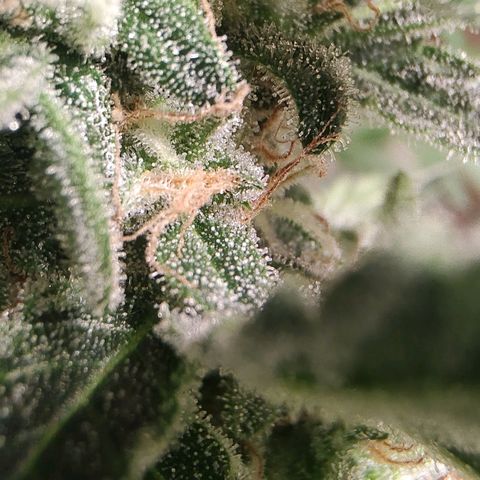 Quick One growlog timeline photo