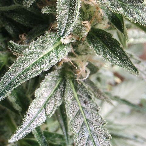 Quick One growlog timeline photo