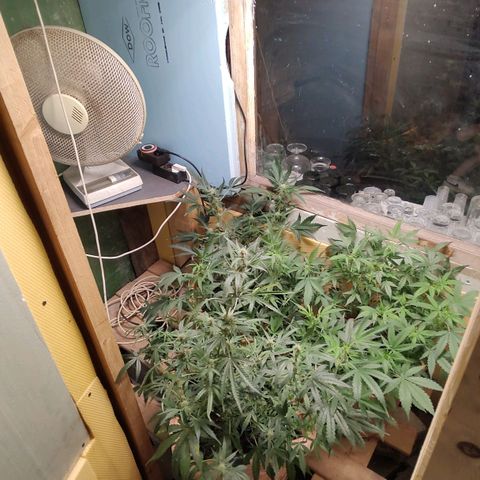 Auto White Widow growlog timeline photo