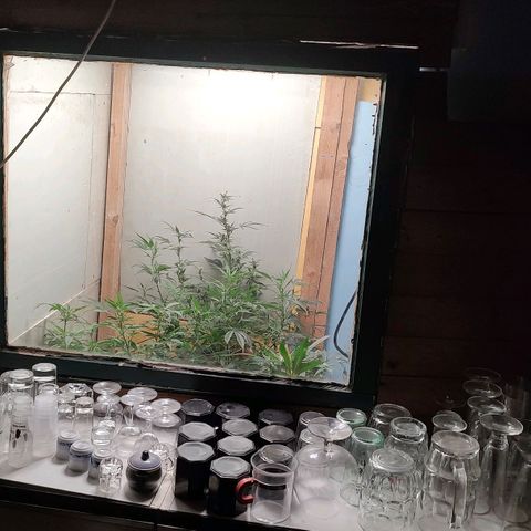 Auto Purple growlog timeline photo