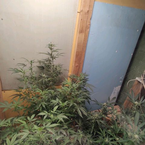 Auto Purple growlog timeline photo