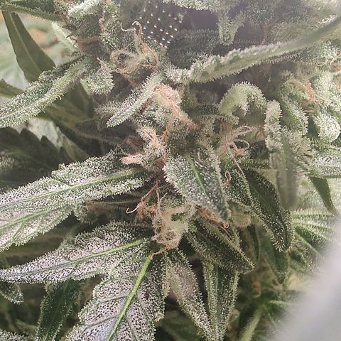 Quick One growlog timeline photo