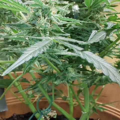 Quick One growlog timeline photo