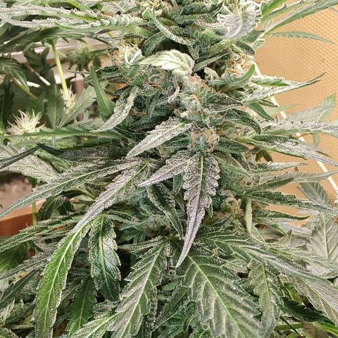 Quick One growlog timeline photo