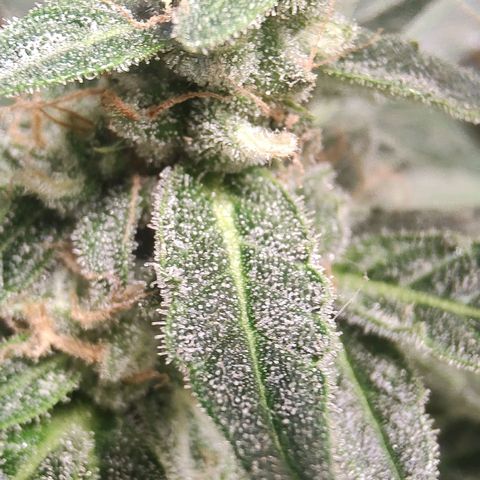 Quick One growlog timeline photo