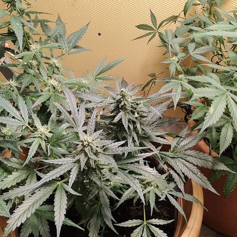 Quick One growlog timeline photo