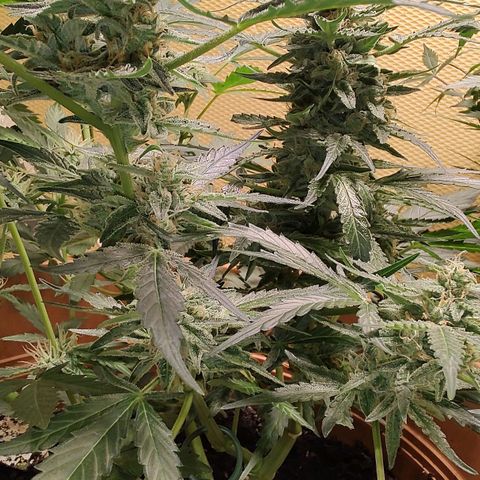 Quick One growlog timeline photo