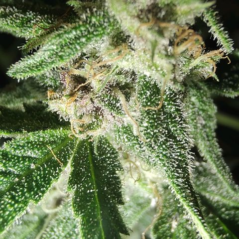Auto Purple growlog timeline photo