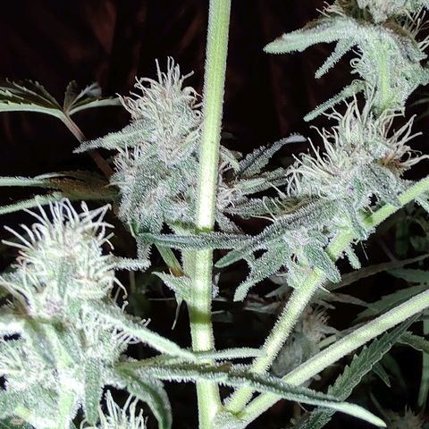 Auto Purple growlog timeline photo