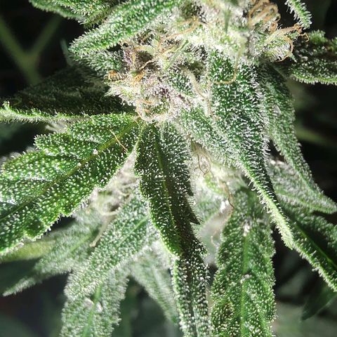 Auto Purple growlog timeline photo
