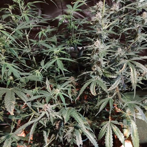 Auto Purple growlog timeline photo