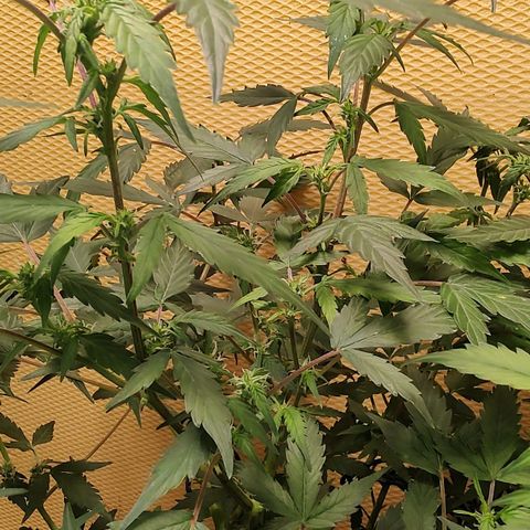 Auto White Widow growlog timeline photo