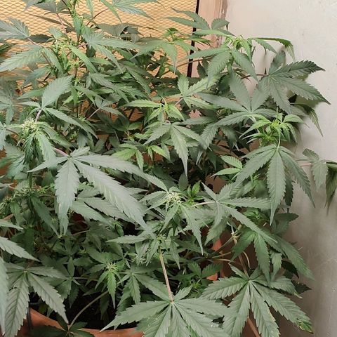Auto White Widow growlog timeline photo