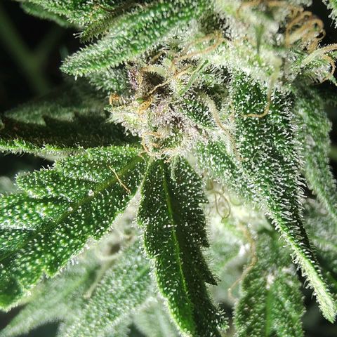 Auto Purple growlog timeline photo