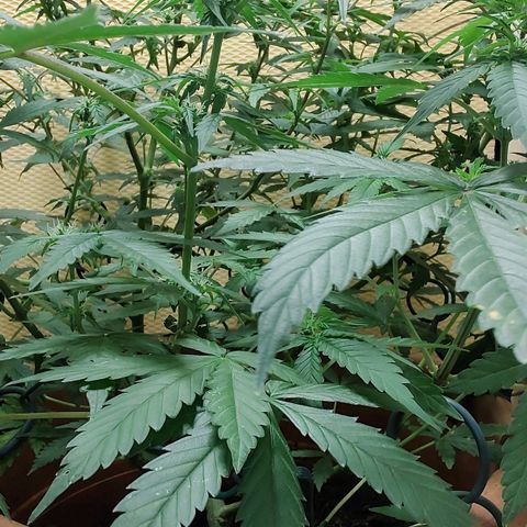 Auto White Widow growlog timeline photo