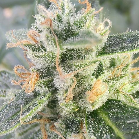 Quick One growlog timeline photo