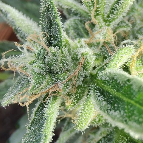 Quick One growlog timeline photo