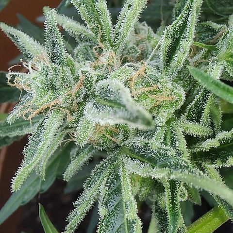Quick One growlog timeline photo