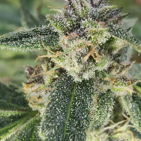 Auto Purple growlog timeline photo
