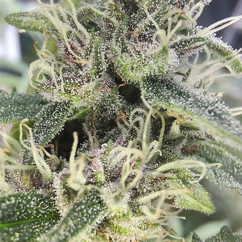 Auto Purple growlog timeline photo