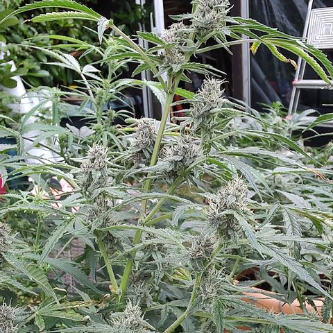 Auto Purple growlog timeline photo