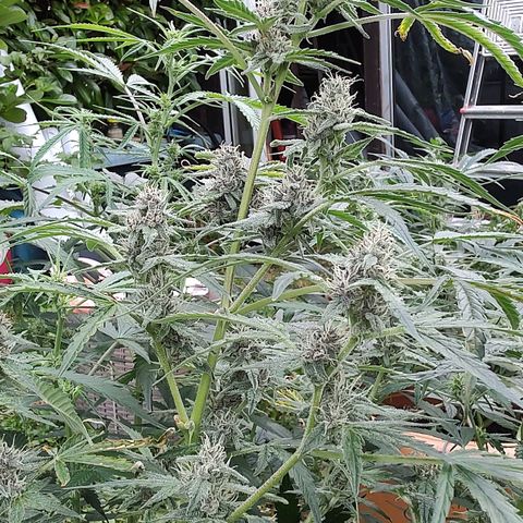 Auto Purple growlog timeline photo