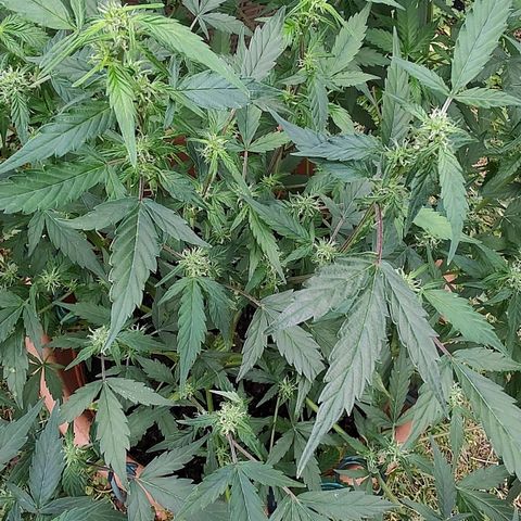 Auto White Widow growlog timeline photo