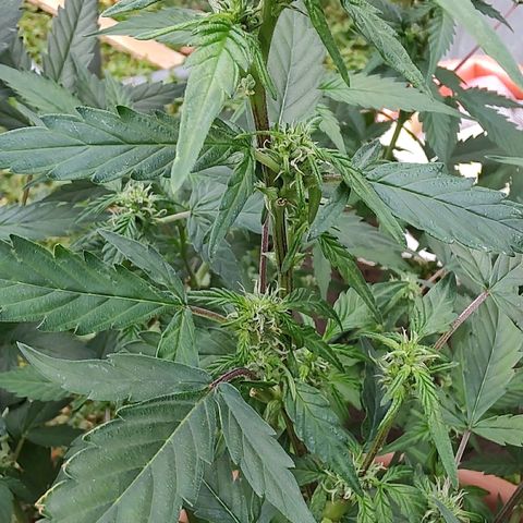 Auto White Widow growlog timeline photo